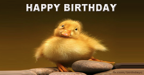 hbd-duck-1