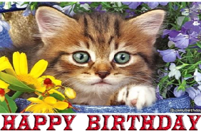 kedili doğum günü kutlaması