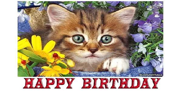 kedili doğum günü kutlaması