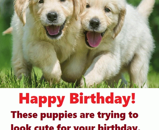 Happy Birthday! These puppies are