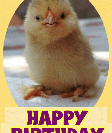 Birthday greeting card with chick picture