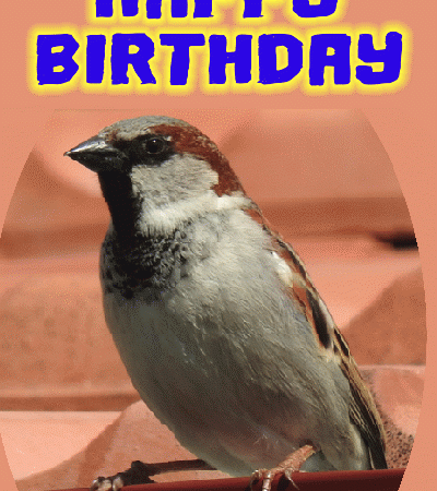 Sparrows birthday gif card