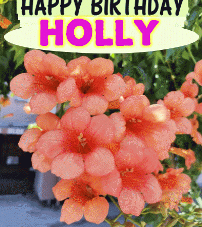 HOLLY