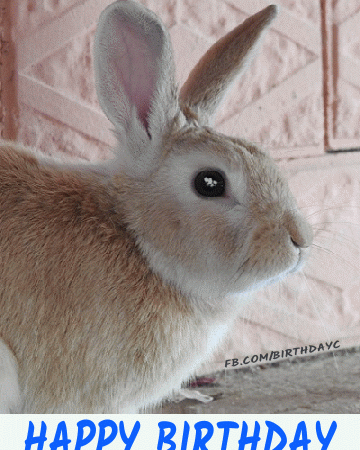 Cute bunny birthday greeting gif images