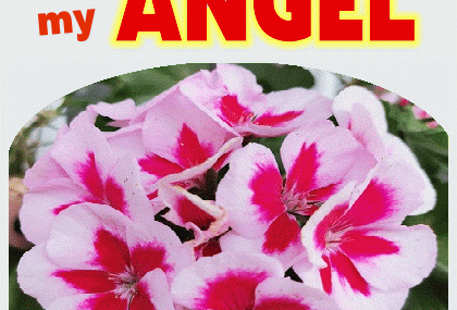 My Angel