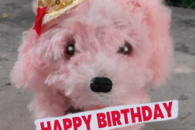 Happy Birthday cute dog gif