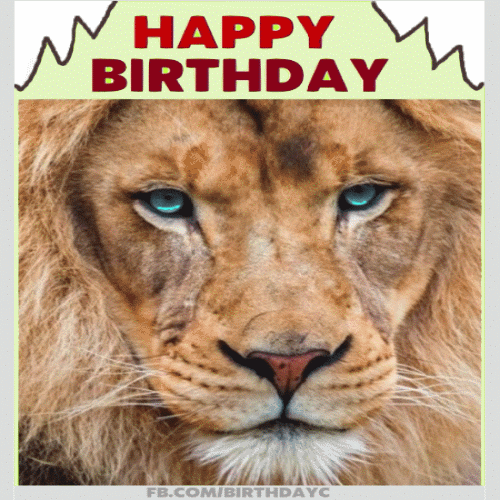 happy birthday lion gif